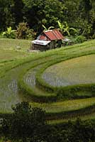 Rizires de Bali, balinese rice terraces