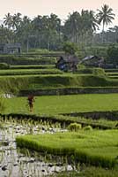 Rizires de Bali, balinese rice terraces