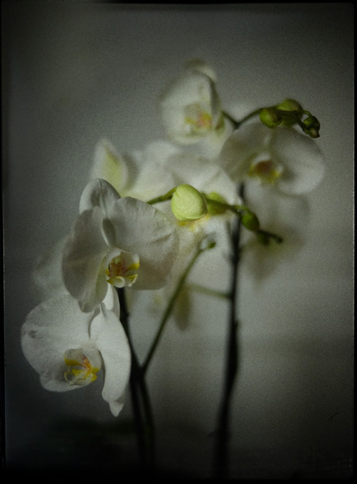 Orchidee