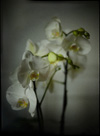 orchidee