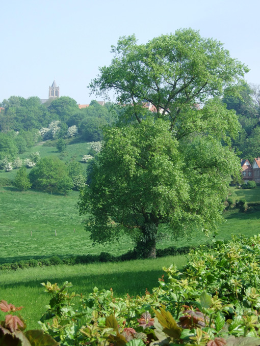 Arbre Cassel