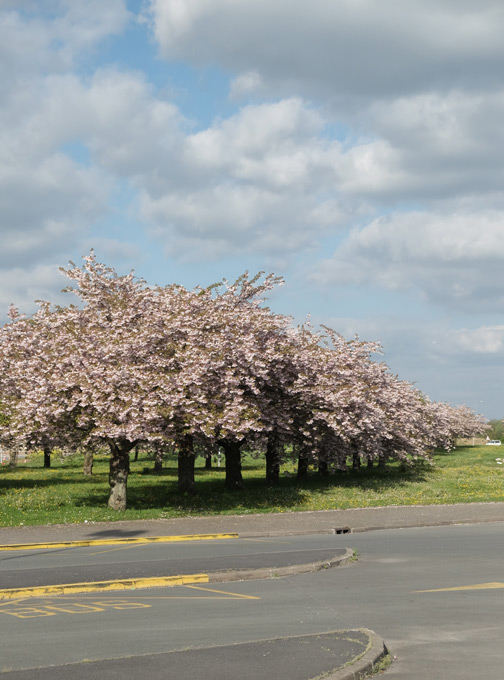 Bus fleuri