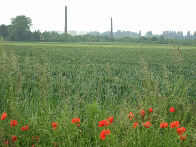 Coquelicots