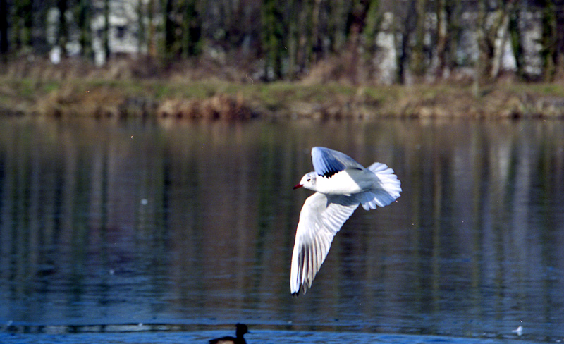 mouette2006