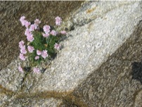 vaillantes