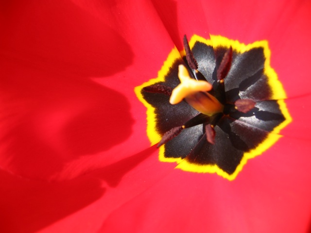 Loading Image