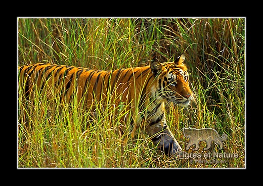 12-Tigre-du-bengale