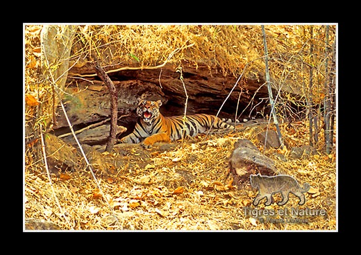 02-Tigre-du-bengale