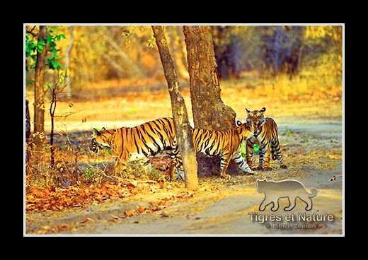 25-Tigre-du-bengale