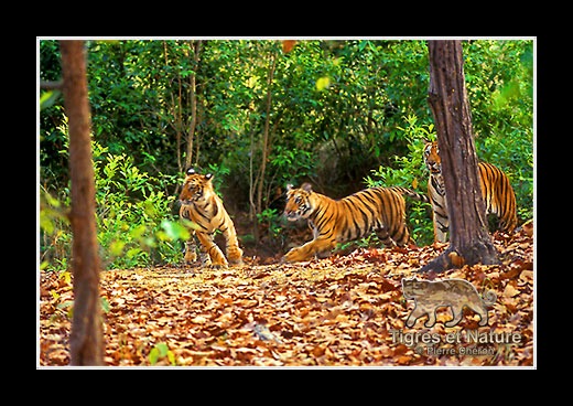 27-Tigre-du-bengale