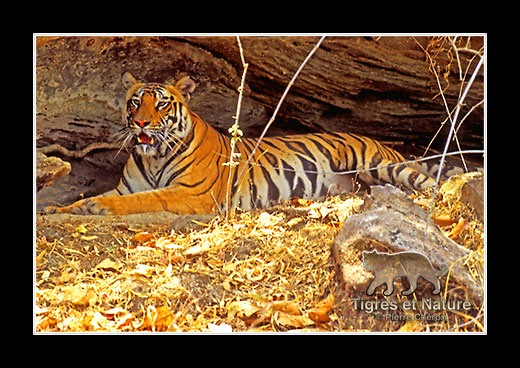 03-Tigre-du-bengale