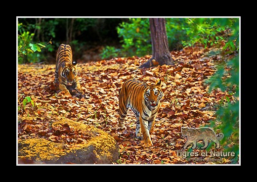30-Tigre-du-bengale