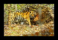 17-Tigre-du-bengale