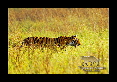 05-Tigre-du-bengale