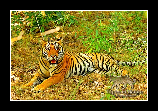 16-Tigre-du-bengale