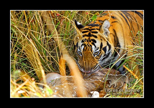 17-Tigre-du-bengale