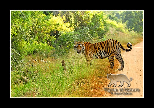26-Tigre-du-bengale