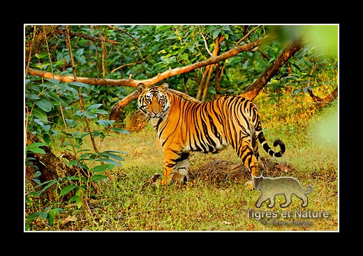 03-Tigre du bengale