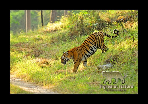 31-Tigre-du-bengale