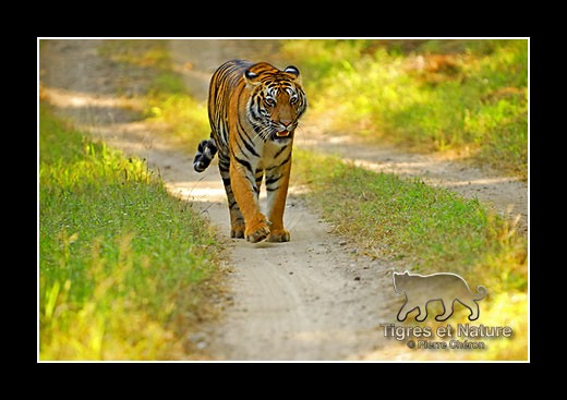 32-Tigre-du-bengale