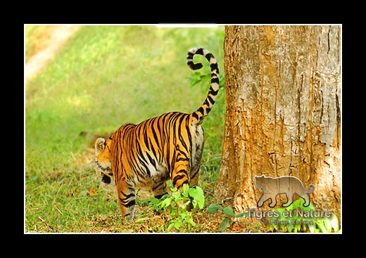 34-Tigre-du-bengale