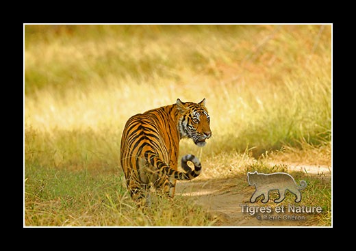 36-Tigre-du-bengale