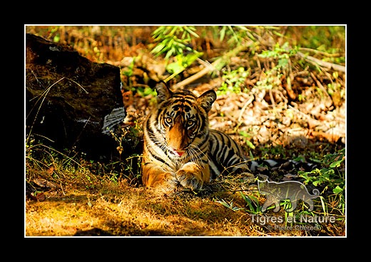 04-Tigre-du-bengale