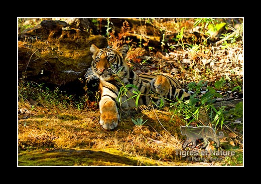 05-Tigre-du-bengale