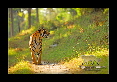33-Tigre-du-bengale