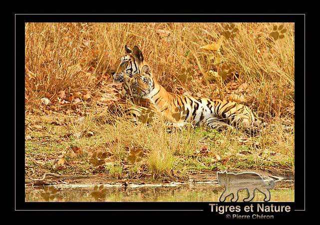 _IN10415-tigre,-Bandhavgarh