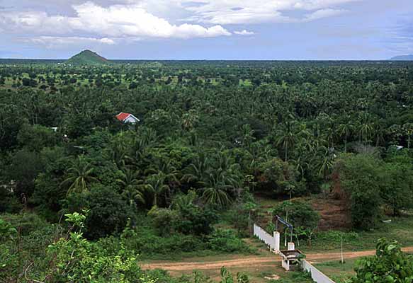 Vue sur les palmiers et la plaine de Battambang