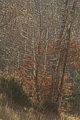 Petite balade dans la forêt de Rambouillet en fin d'hiver 2008