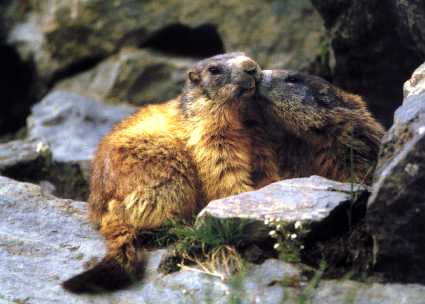  photo de marmottes