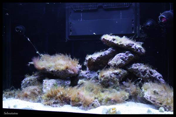 debut aquarium