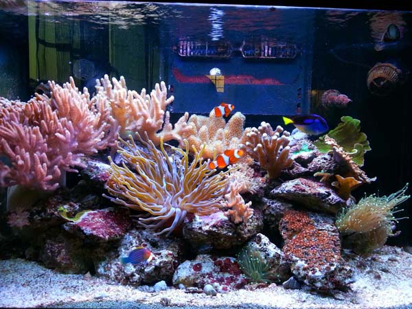 Aquarium 3 ans aprés