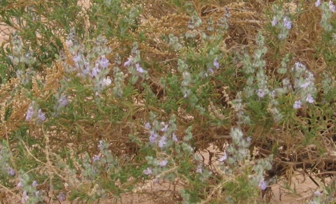 salvia6