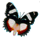 papillon1.gif