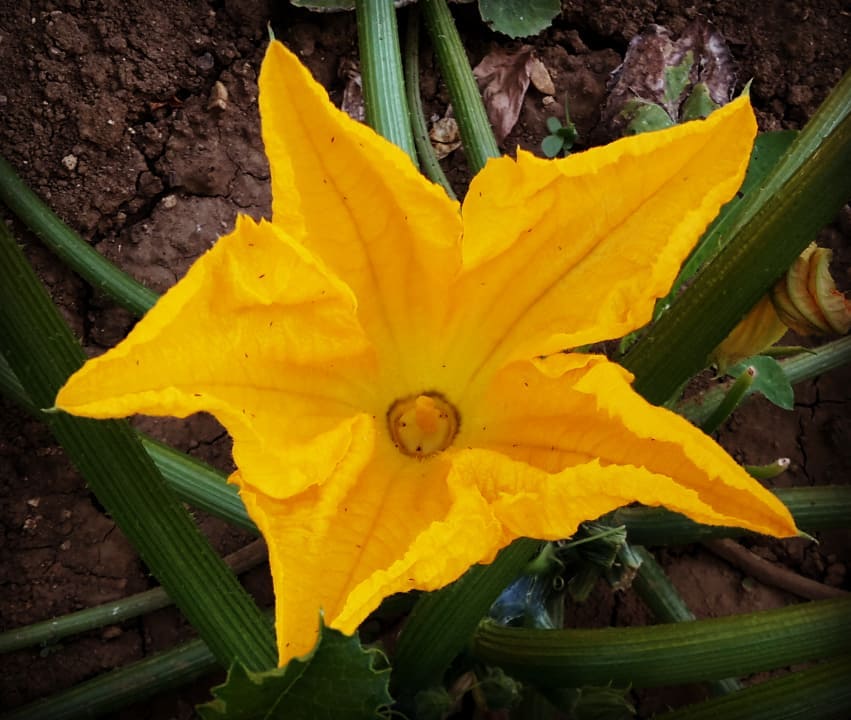 fleur