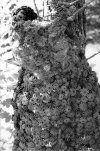 Le costume de lichen