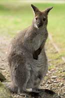 Parc de Branfr,wallaby