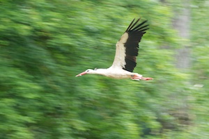 Stork