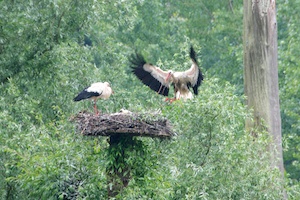 Storks Feeding Babies