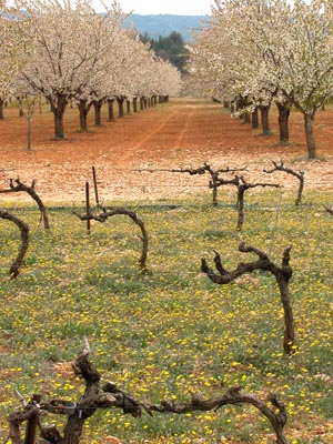 Vines and cherry blossom near Lacoste