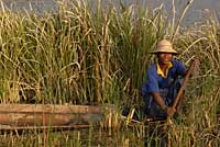 Lac Inle, Inle lake, Nyaungshwe