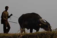 Lac Inle, Inle lake, Nyaungshwe