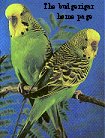 The budgerigar home page