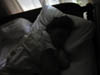 C. dreaming of Irene Serb