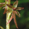 Listera cordata