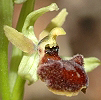 Ophrys massiliensis
