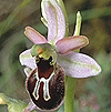 Ophrys splendida